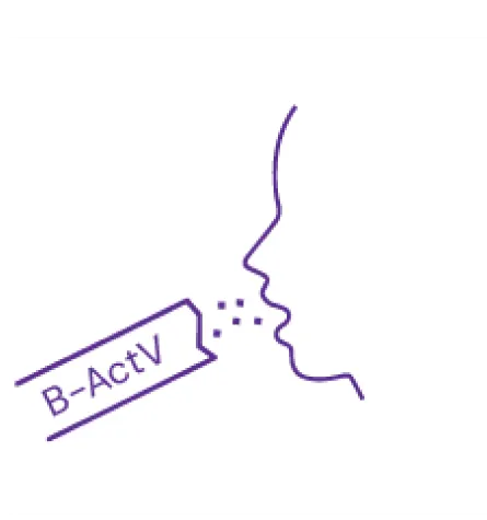 B-ActV