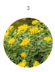 Main ingredient 3
